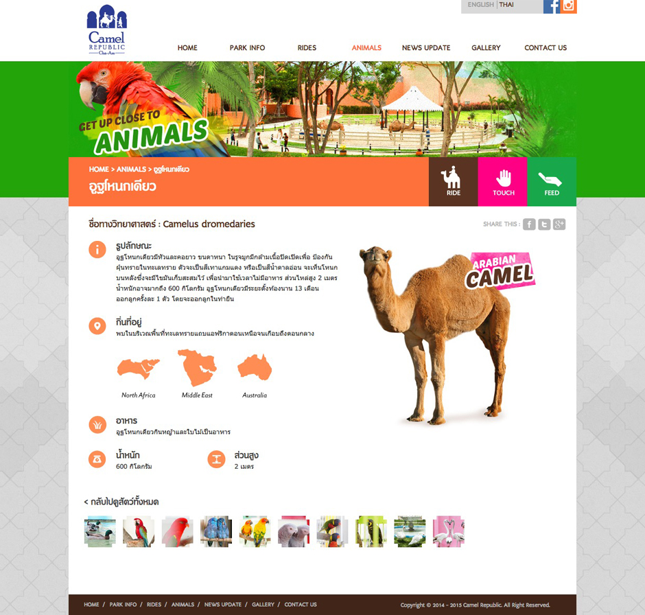 Camel Republic : Animals Detail Design Sundae
